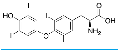 LEVOTHYROXINE